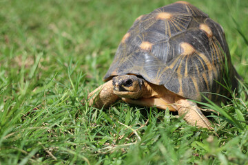 Portrait of radiated tortoise,The radiated tortoise eating flower ,Tortoise sunbathe on ground with his protective shell ,cute animal ,Astrochelys radiata ,The radiatedtortoise from Madagascar