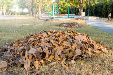 Dry leaves pile on the ground in the park.