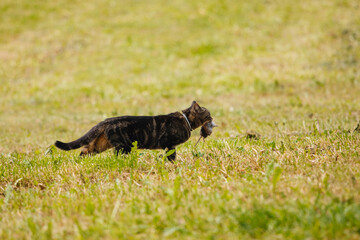 Cat with Prey: Hunter on the Prowl