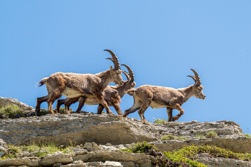 Ibex on a ridge against a blue sky in the southern Vercors, France 