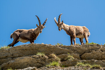 Ibex on a ridge against a blue sky in the southern Vercors, France 