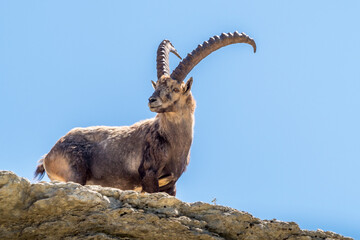 Ibex on a ridge against a blue sky in the southern Vercors, France  - obrazy, fototapety, plakaty