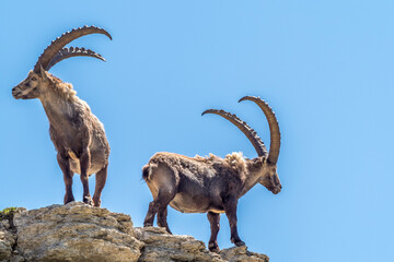 Ibex on a ridge against a blue sky in the southern Vercors, France 