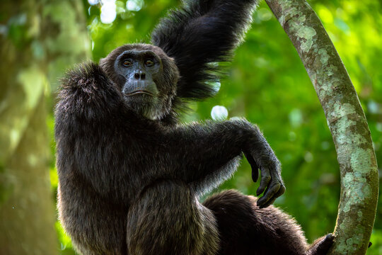 Chimpanzee standing on a branch, Budongo Forest, Uganda