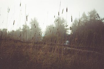 Grashalme auf einer nebligen Wiese