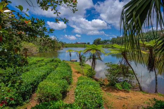View of exterior of Bois Cheri Tea Estate, Savanne District, Mauritius
