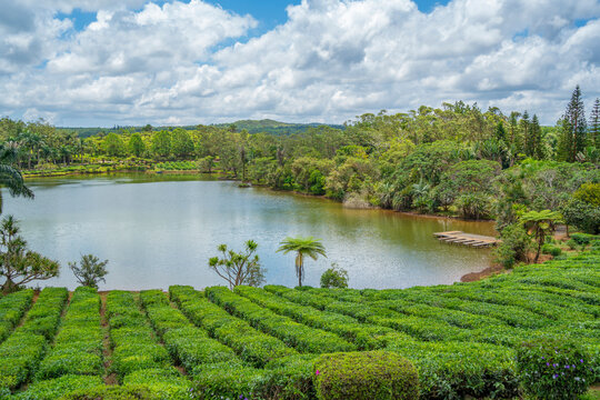 View of exterior of Bois Cheri Tea Estate, Savanne District, Mauritius