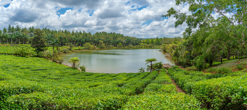 View of exterior of Bois Cheri Tea Estate, Savanne District, Mauritius