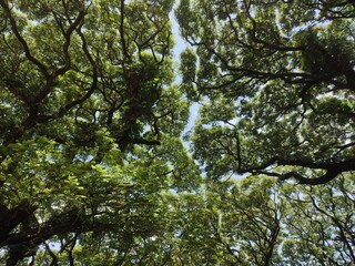 Trembesi tree leaves seen from below