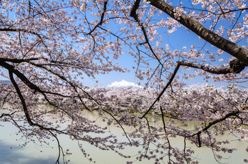 弘前公園の桜