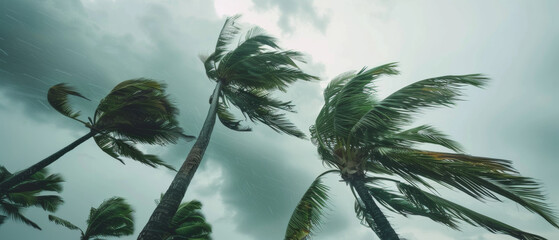 Palms swaying fiercely under stormy skies, a dance with the might of the wind. - obrazy, fototapety, plakaty