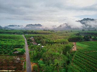 aerial view of asphalt road through plantation and misty morning in mountain