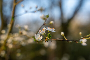 Wild apple flowers. Wild apple tree in bloom.