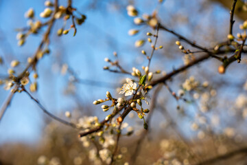Wild apple flowers. Wild apple tree in bloom.