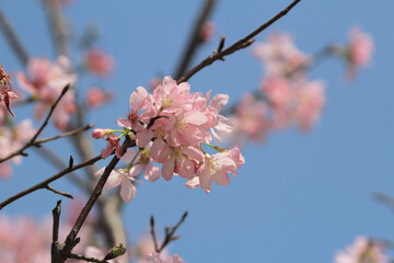 Blossoming cherry trees framing the nice blue sky