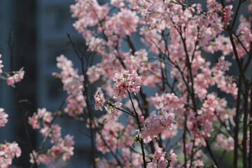 the spring flower concept, the nature Cherry blossom in hk