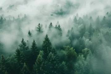 Foto op Aluminium Green trees in a forest of old spruce, fir and pine. © grape_vein
