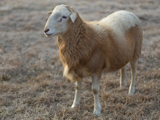 Obraz premium Sheep ram with a reddish and brown coat