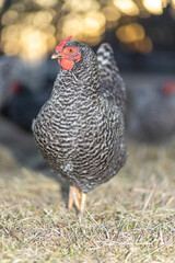 Free ranging Dominique chicken hen