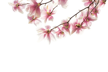Branch with   light pink Magnolia flowers  isolated on white background. - 753651090
