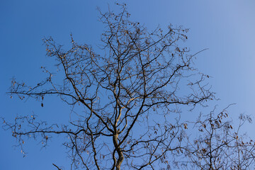 Branches of a tree against the sky