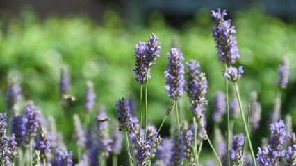 lavender in bloom fields of brihuega guadalajara perfumery flowers