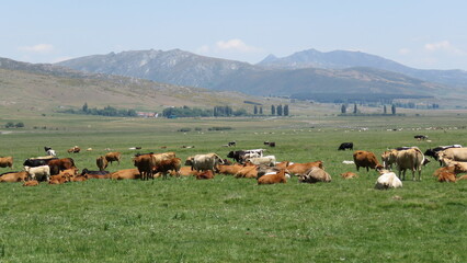 landscape cows grazing in the sun green meadow grass.Avila rural tourism San Martín de la Vega del alberche