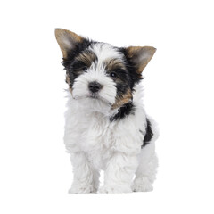 Cute Biewer Terrier dog puppy, standing facing front with tail fierce up. Looking towards camera. Isolated cutout on a transparent background.