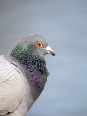 Close-up of Feral Pigeon Head