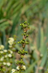 Pale Yellow-eyed Grass seed pods