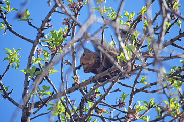 Écureuil grignotant une amande dans un amandier. 