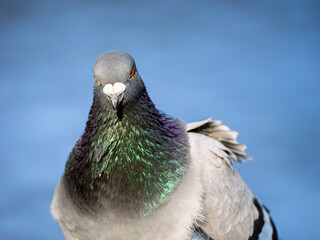 Close-up of Feral Pigeon Head
