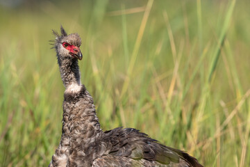 Close Up Southern Screamer Looking at The Camera Standing in Grassland in the Pantanal, Brazil