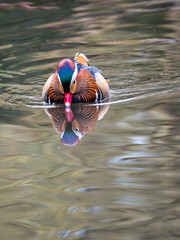 Mandarin Duck Swimming on a Lake