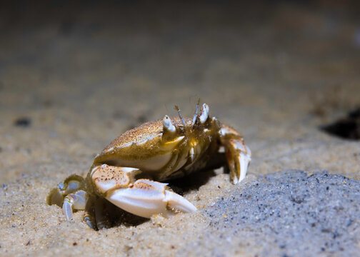 A Three-spot swimming crab (Ovalipes trimaculatus) on the ocean floor
