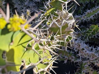 Cacti from Lanzarote flourish in its arid climate, showcasing diverse shapes and sizes. Against the volcanic terrain, their striking silhouettes add a unique charm to the landscape.