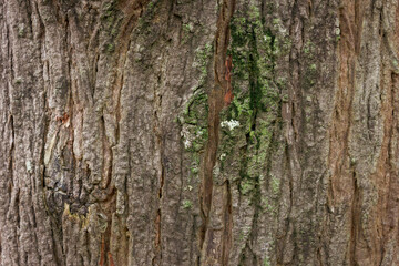 Relief texture of the brown bark of a tree with green moss on it, for background