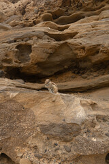 Wiewiórka na kamieniach, Wyspy Kanaryjskie, Fuerteventura, El Cotillo
