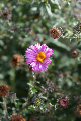 New England aster Barrs Pink flower
