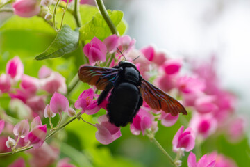 Xylocopa valga or carpenter bee on Pink coral vine flowers
