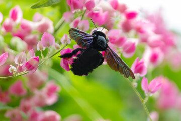 Xylocopa valga or carpenter bee on Pink coral vine flowers