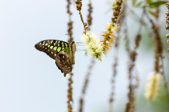 A Tailed Jay butterfly or Graphium Agamemmon on white flower of Cajuput tree, Milk wood, Paper bark tree (Melaleuca quinquenervia).