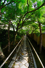 Obraz premium 京都鷹峯光悦寺の参道の風景