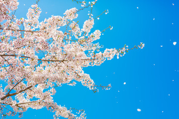 Cherry blossoms or sakura flowers in full bloom in the blue sky in spring, Nature or outdoor, High...