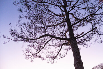 春の琵琶湖の夕暮れ　紫とオレンジに染まる空　滋賀県草津市