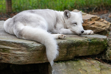 Arctic Fox