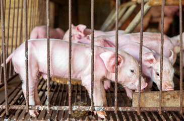 Many piglet cute newborn in the pig farm with other piglets, Close-up of masses piglets in pig farm © NARONG