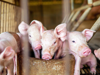 Many piglet cute newborn in the pig farm with other piglets, Close-up of masses piglets in pig farm
