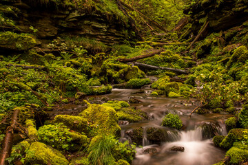 Wunderschöner Bachlauf in einem Wald umgeben von Moos