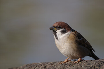 東京ミッドタウンの美しいスズメの姿